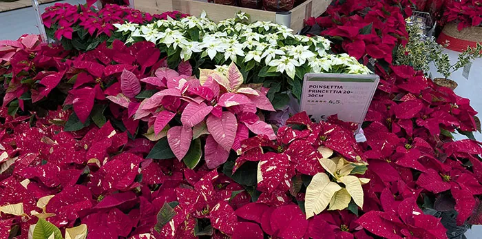 Variedades de poinsettia en el punto de venta Variedades de poinsettia en el punto de venta