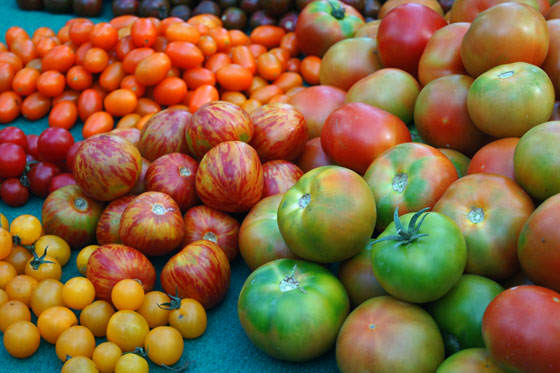 Variedades de tomates