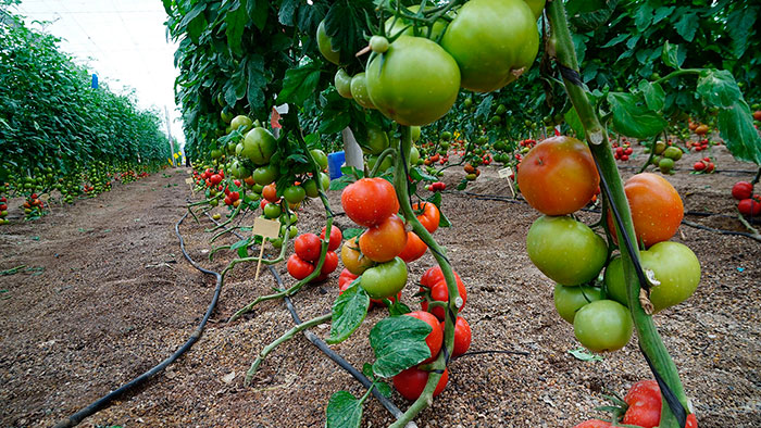 Variedades híbridas de tomate Nirit Seed