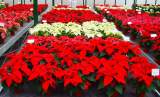 variedades poinsettias