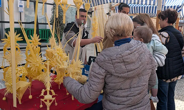 Venta de Palma Blanca en Elche Venta de Palma Blanca en Elche