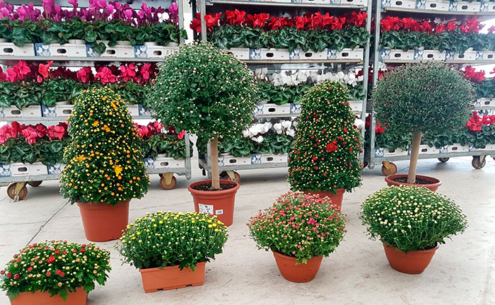 Venta de plantas ornamentales