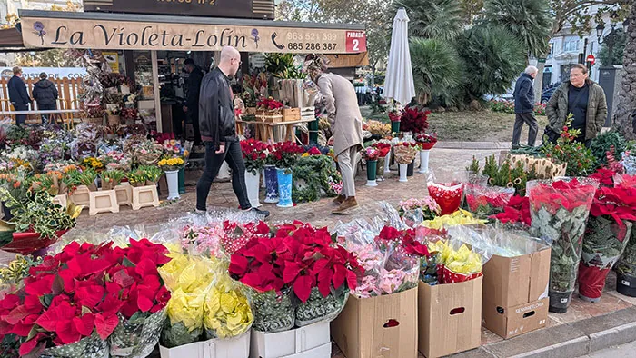 Venta de poinsettias en el mercado Venta de poinsettias en el mercado