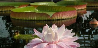 Victoria regia