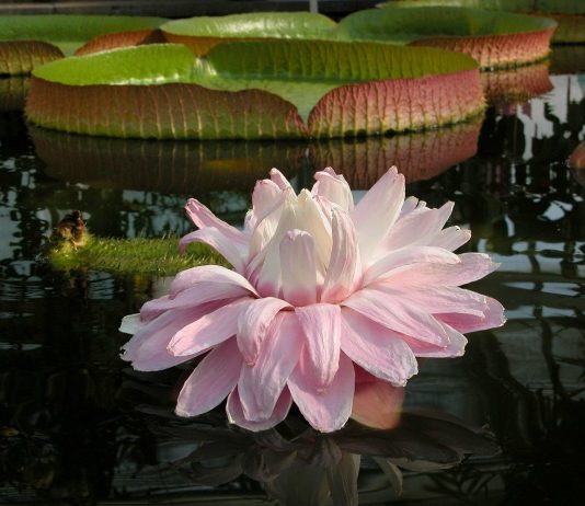 Victoria regia