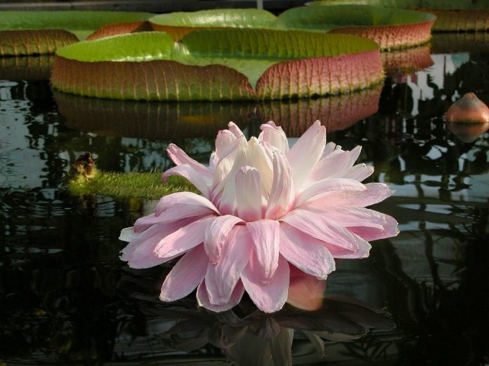 Victoria regia