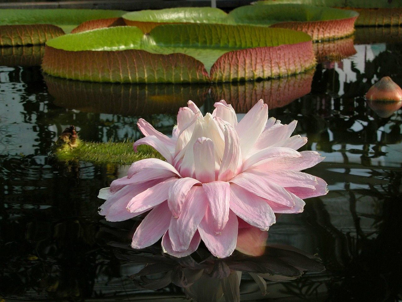 Victoria Regia La Flor Acuatica Mas Grande Del Mundo Revista De