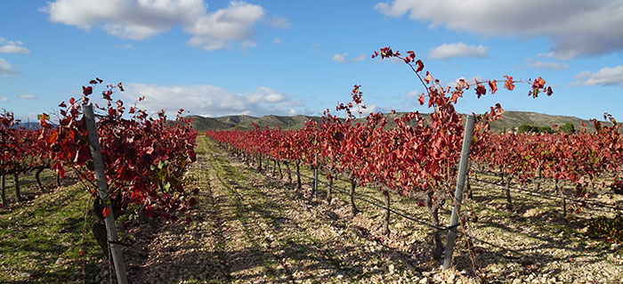 Vides en otoño