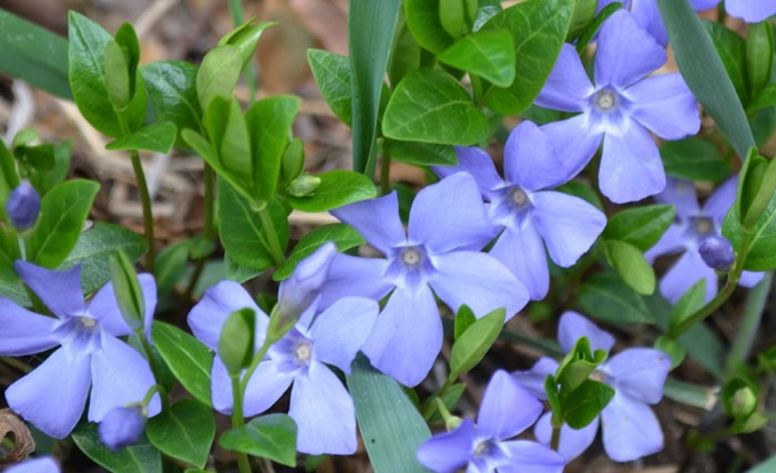 Vinca minor