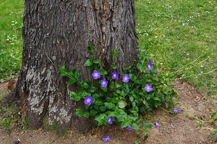 vinca minor