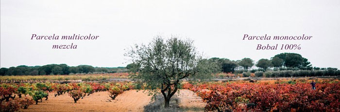 Vino de uvas en peligro de extinción