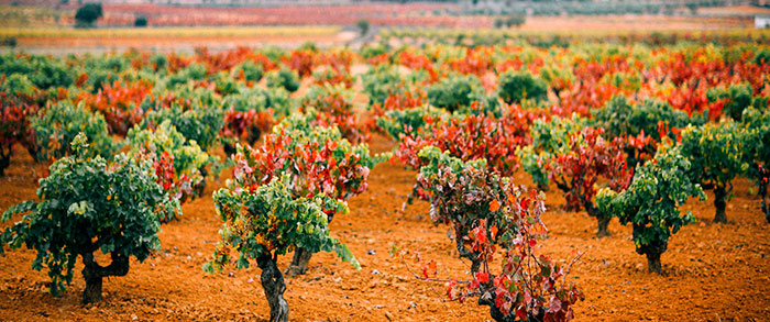 Vino ético