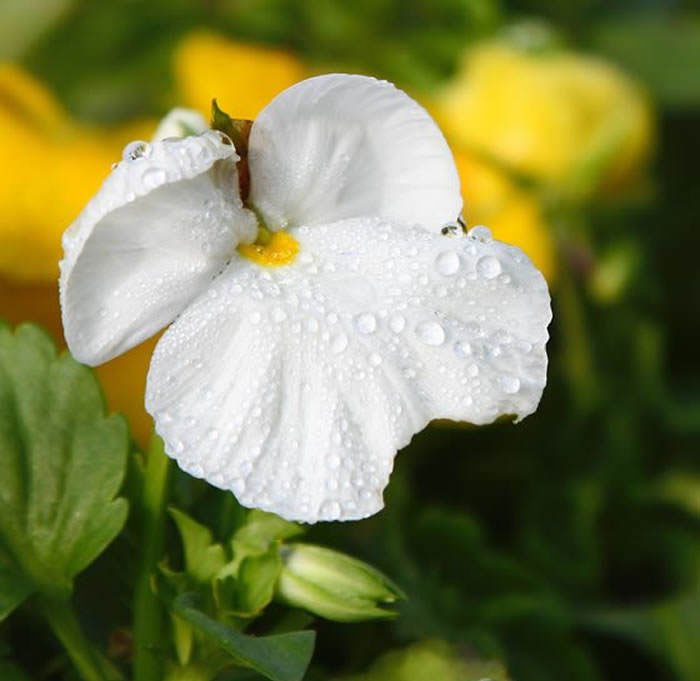 Flores de Viola x wittrockiana blanca