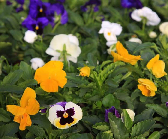 viola wittrockiana