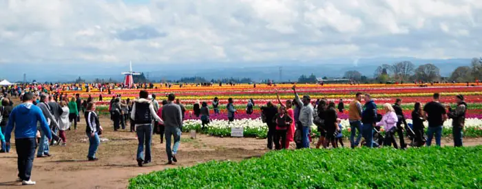 Festival de Tulipanes en Woodburn, Oregon