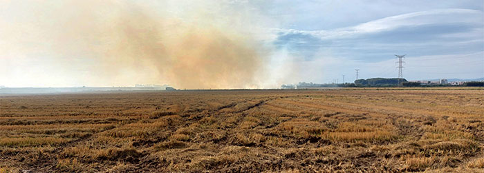 Paja de arroz en el campo