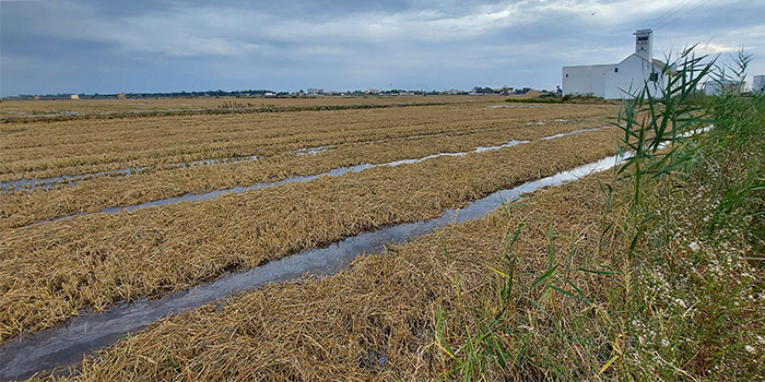 Vista de campos con paja de arroz
