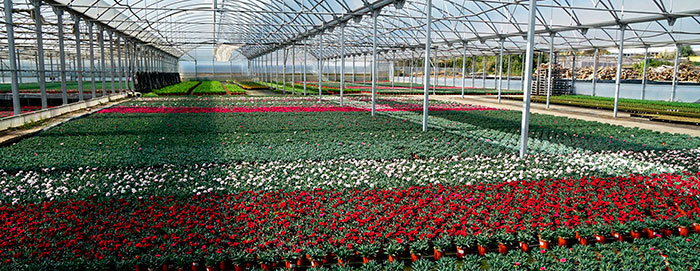 Vivero con cultivo de claveles en maceta