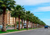 Washingtonia filifera en jarinería pública