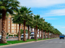 Washingtonia filifera en jarinería pública