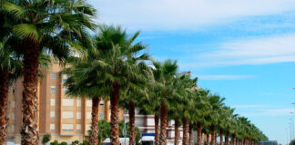 Washingtonia filifera en jarinería pública