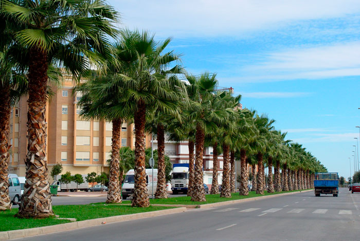 Washingtonia filifera en jarinería pública