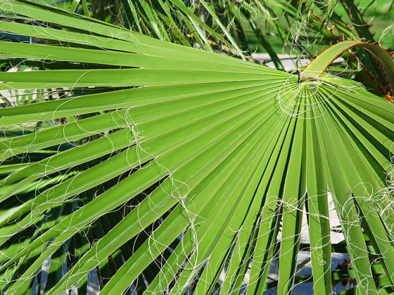 Hoja de Washingtonia Robusta