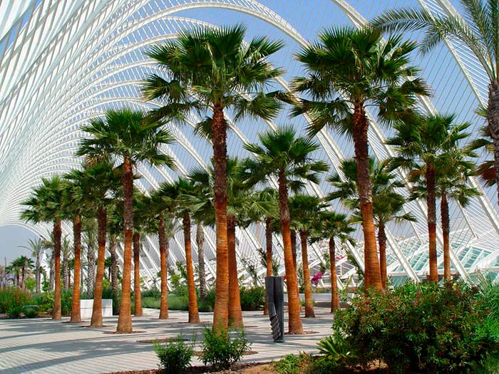 Washingtonia robusta, la palmera de las enaguas