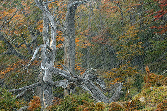 Foto realizada por Daniel Jara, segundo premio en la sección de plantas del Wildlife Photographer del 2011