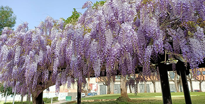 Wisteria sinensis en flor