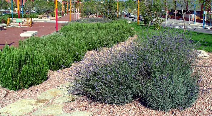 Xerojardín en un parque público