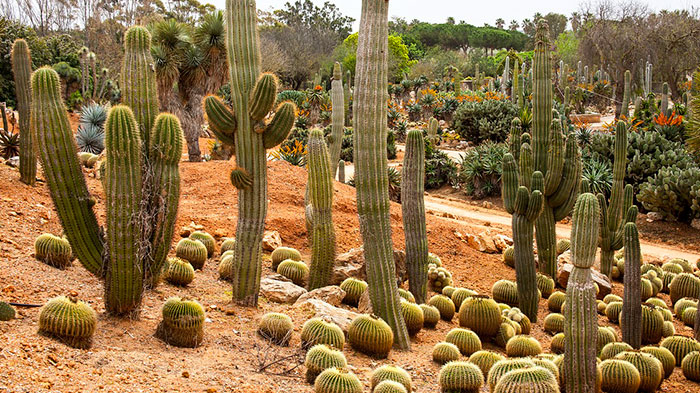 La xerojardinería en espacios públicos