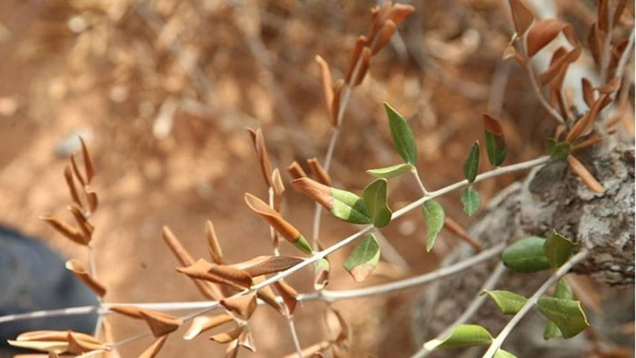 Enfermedades causadas por la bacteria Xylella fastidiosa