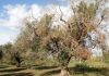 Enfermedades causadas por la bacteria Xylella fastidiosa