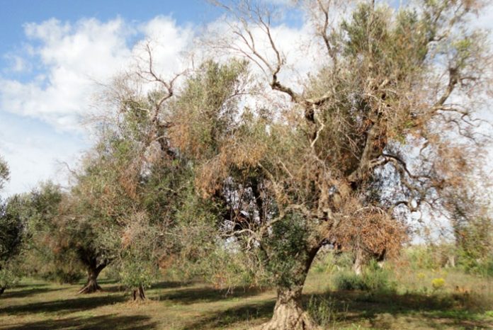 Enfermedades causadas por la bacteria Xylella fastidiosa