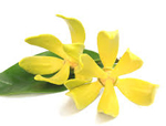 Flor de Ylang Ylang