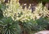 Yucca filamentosa