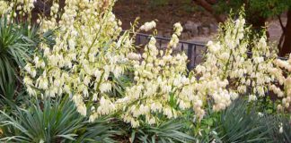 Yucca filamentosa