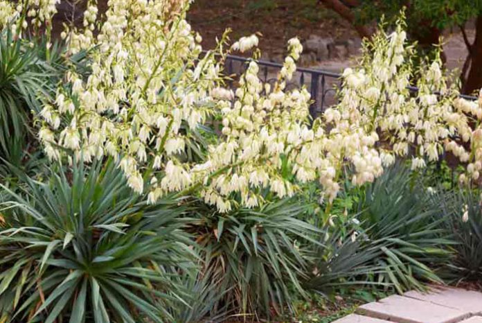 Yucca filamentosa