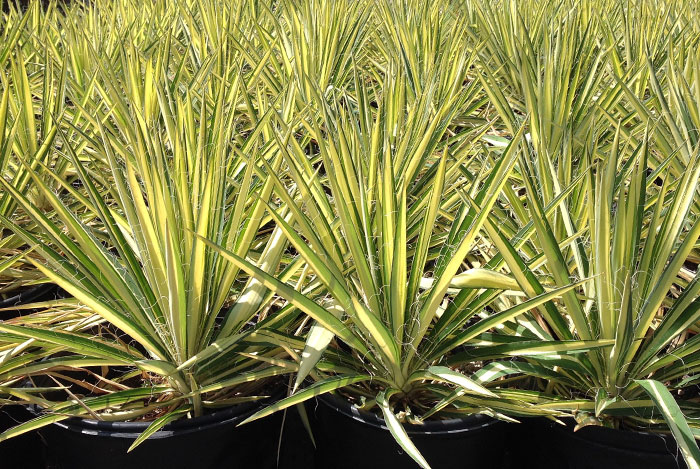 Yucca filamentosa “Color Guard”