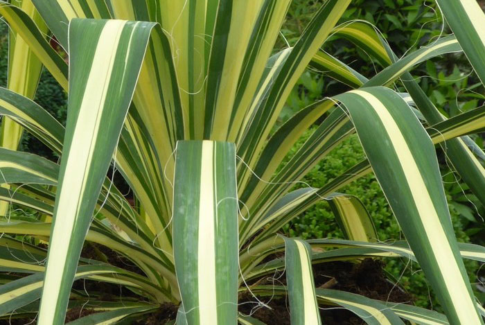 Yucca filamentosa “Color Guard”