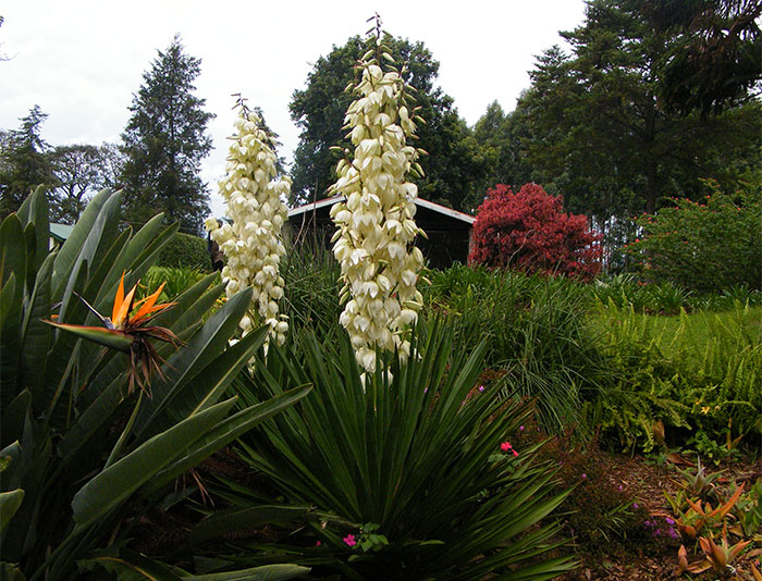 Yucca gloriosa con flores