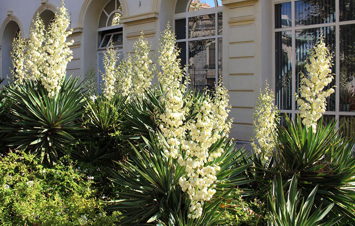 Yucca gloriosa en el jardín