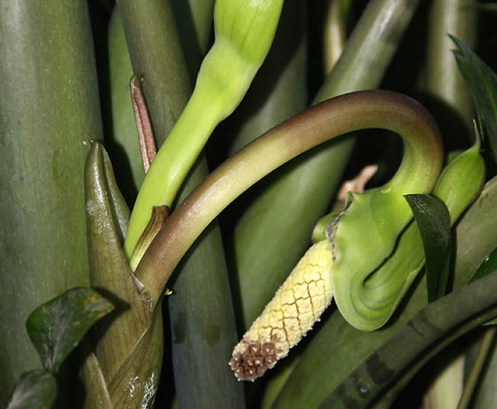 Zamioculcas zamiifolia, sus cuidados | Revista de Flores, Plantas,  Jardinería, Paisajismo y Medio ambiente