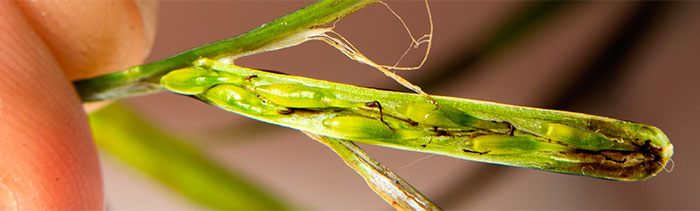 Zostera marina